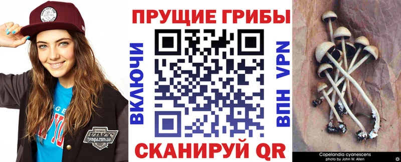 Псилоцибиновые грибы Cubensis Зарайск